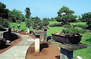 Bonsai art garden